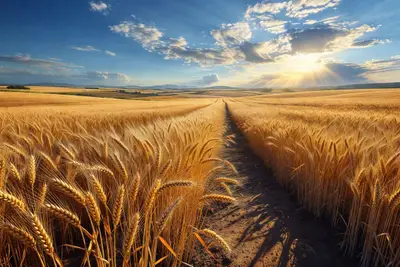 Hububatta Rekolte Beklentisi Yükseldi: Yağışlar Verimi Artırdı